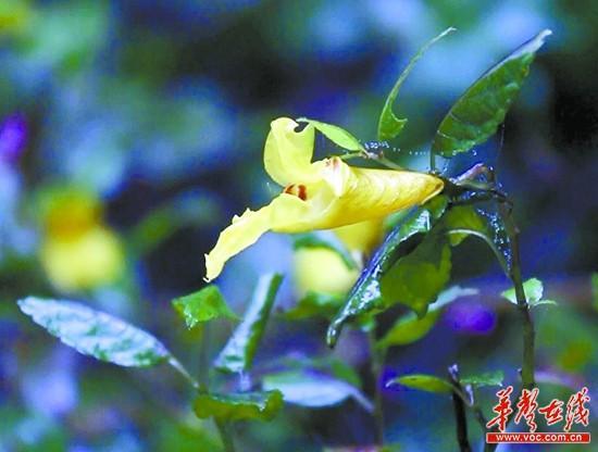 盛开在永州市阳明山万和湖边的龙虾花。 周凌文摄